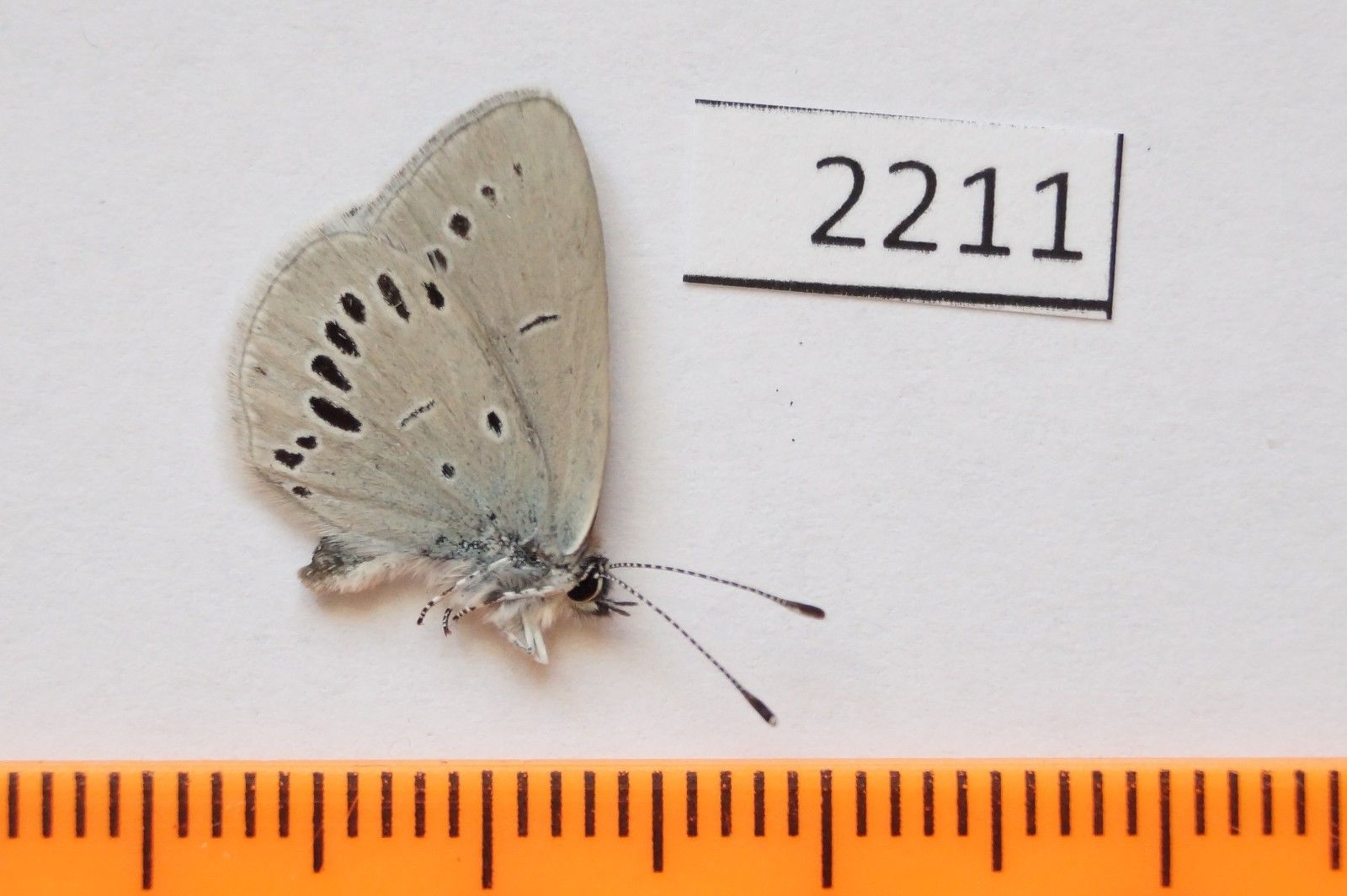 Cupido minimus (aberration, verso, unmounted, Russia,S.Buryatia) [Internet image property of respective owner, non commercial use only]